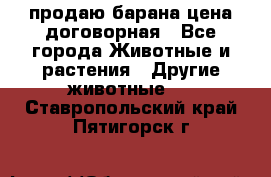 продаю барана цена договорная - Все города Животные и растения » Другие животные   . Ставропольский край,Пятигорск г.